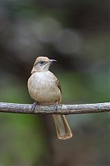 Streak-eared Bulbul